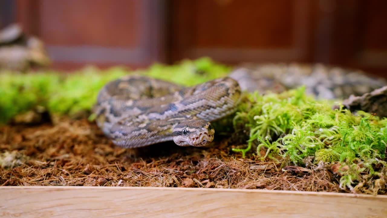 Snake slowly slithering across mossy surface in slow-motion, showcasing its natural beauty