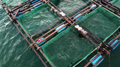 vietnam invasive fishing farm, causing the rapidly declining state of the ocean