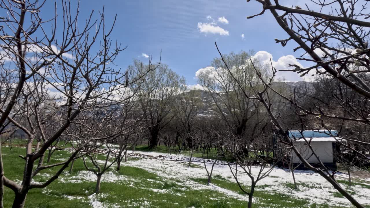 Alberi in un frutteto mostrano nuove fioriture mentre un piccolo edificio si trova sullo sfondo. Il terreno è coperto di fiori bianchi da petali caduti e cielo azzurro limpido.