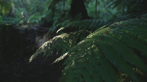 Lush-green-rainforest,-Sunlight-falling-on-fern-tree,-rack-focus-macro-new-zealand-water-on-leaf,-symmetry-satisfaction