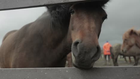 dolly de vuelta del caballo mirando hacia la cámara a través de una valla en islandia