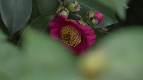 pink camellia flower