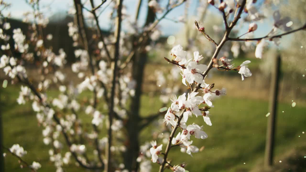 Flurries Around Apple Branch With White Leaves Blowing In Wind | Blooming White Trees in Apple Orchid, Farmland in Germany, Europe, 4K