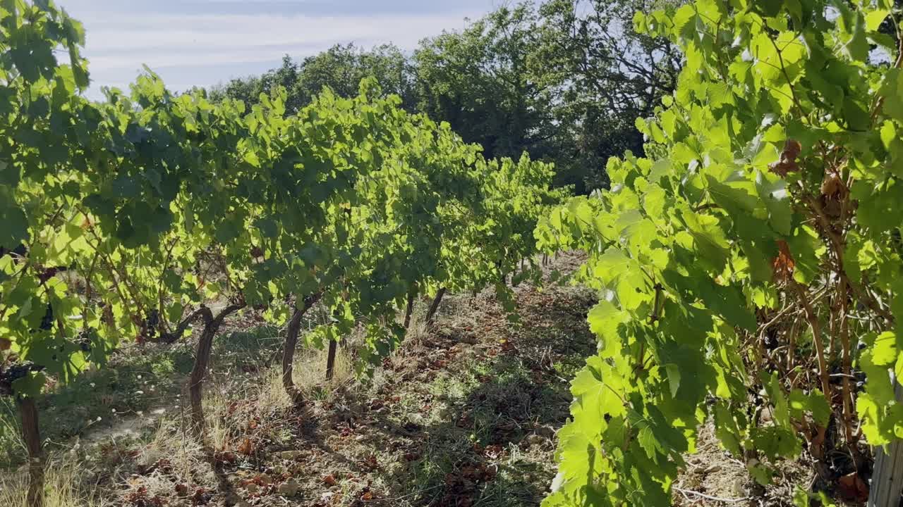 vid en el sol con hojas verdes y vides pequeñas en provenza en francia