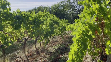 Vid-Al-Sol-Con-Hojas-Verdes-Y-Pequeñas-Enredaderas-En-Provincia-En-Francia