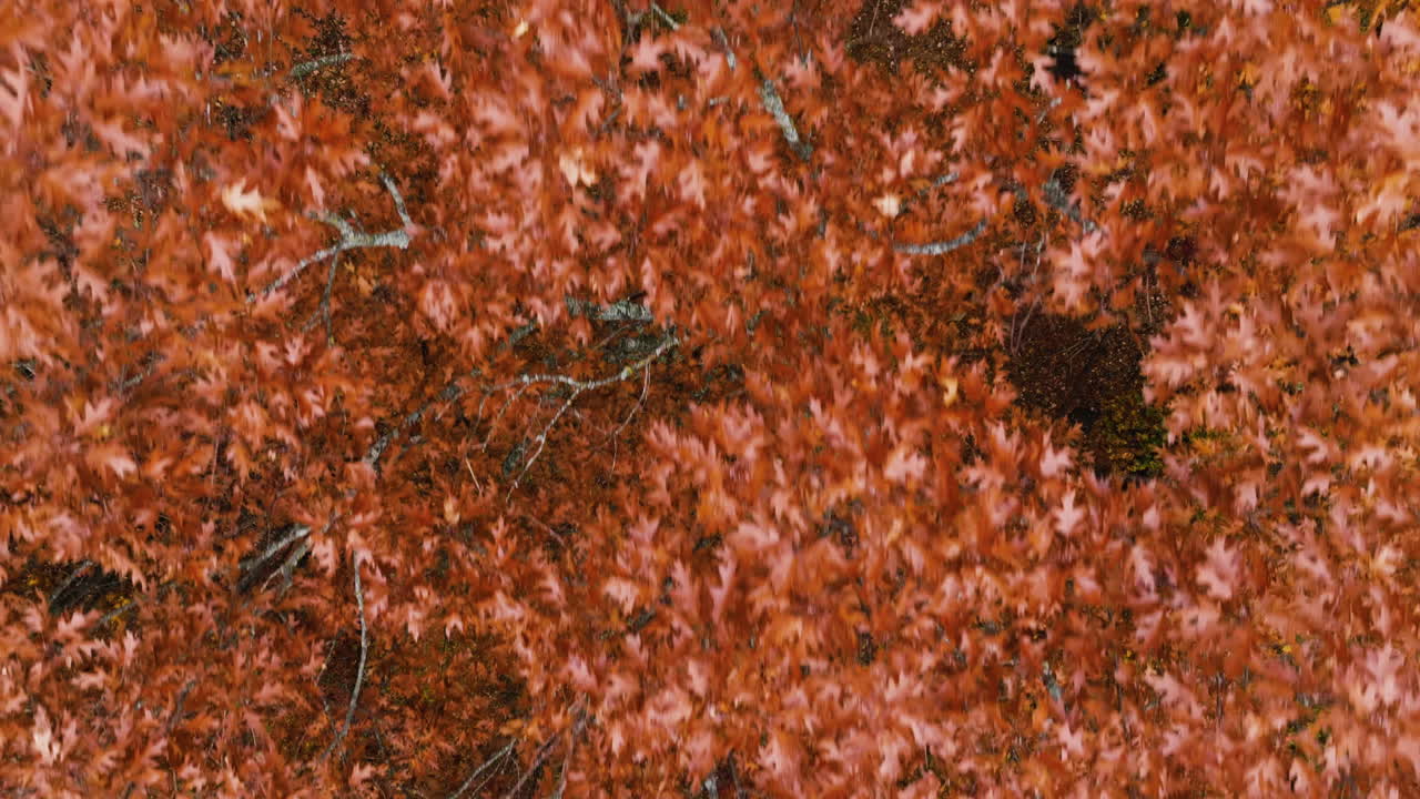 Top View Of Autumn Foliage In Devil's Den State Park, Arkansas, USA - Drone Shot