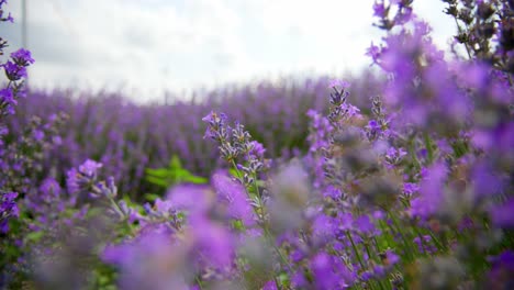 lavender blooming flowers in a farmland