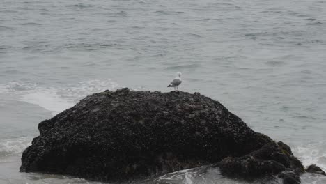 a seagull peacefully perches atop a barnacle-covered rock along the malibu coastline, with the waves gently lapping at the shore