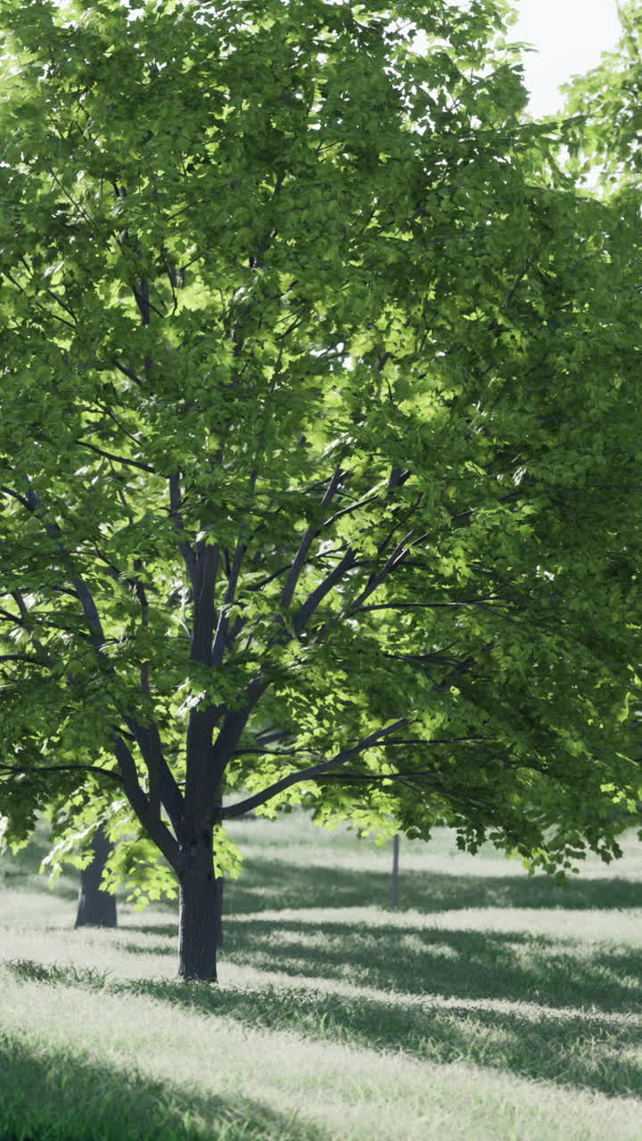 A tall tree with green leaves stands in a field of grass