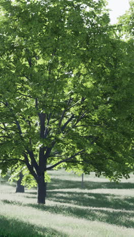 a tall tree with green leaves stands in a field of grass