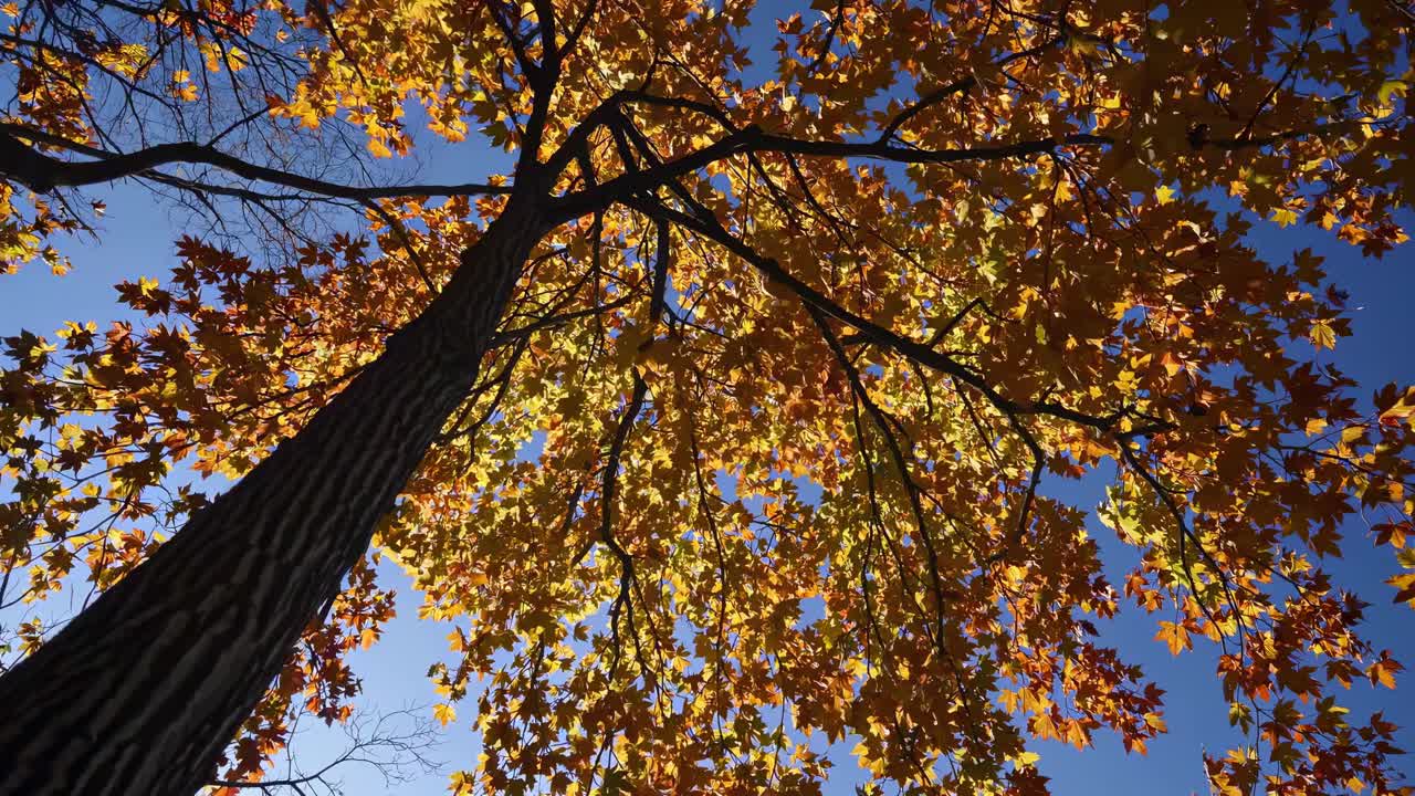 Upward angle captures vibrant autumn leaves against a clear blue sky, creating a serene