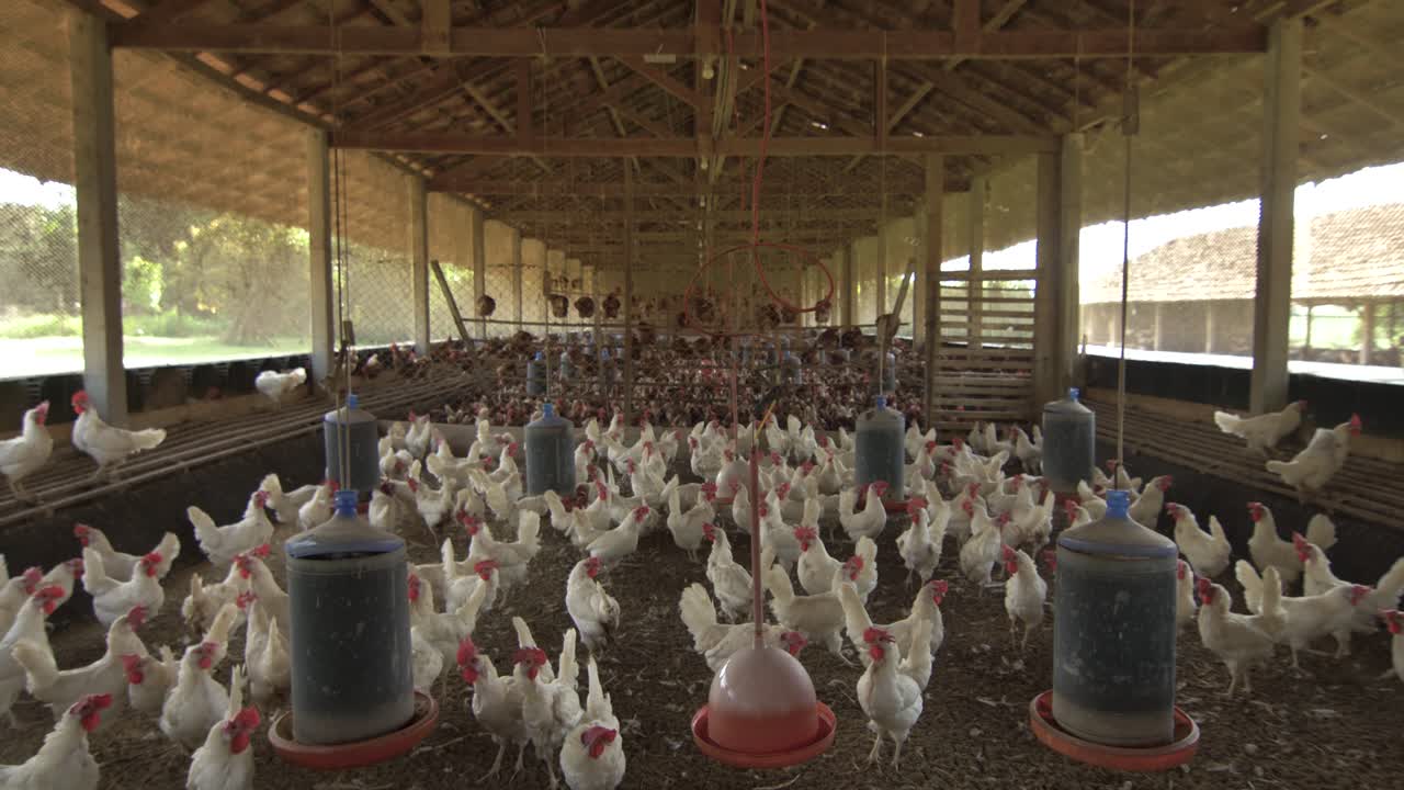 gimbal disparó yendo dentro de un gallinero con pollo blanco de campo libre donde producen 5000 huevos por día