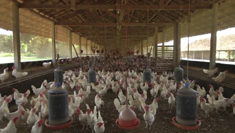 gimbal shot going inside a hen house with free-range white chicken where they produce 5000 eggs per day