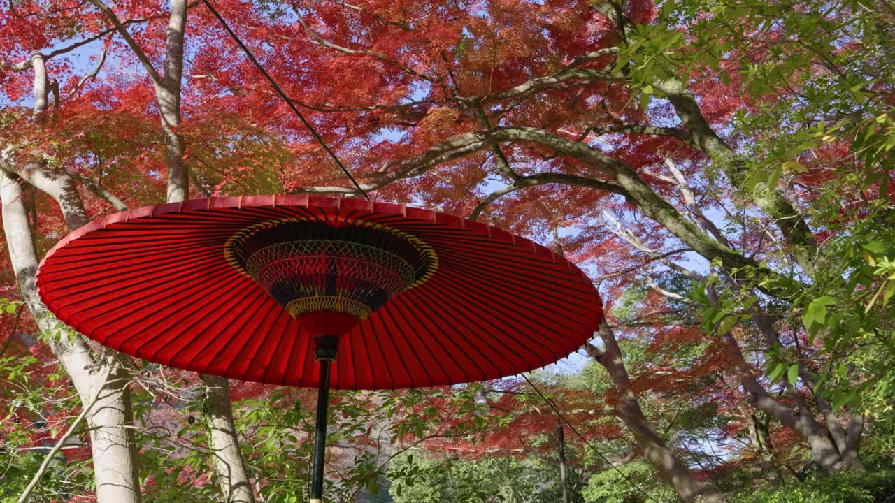 Looking up over beautiful fall colors with Japanese umbrella