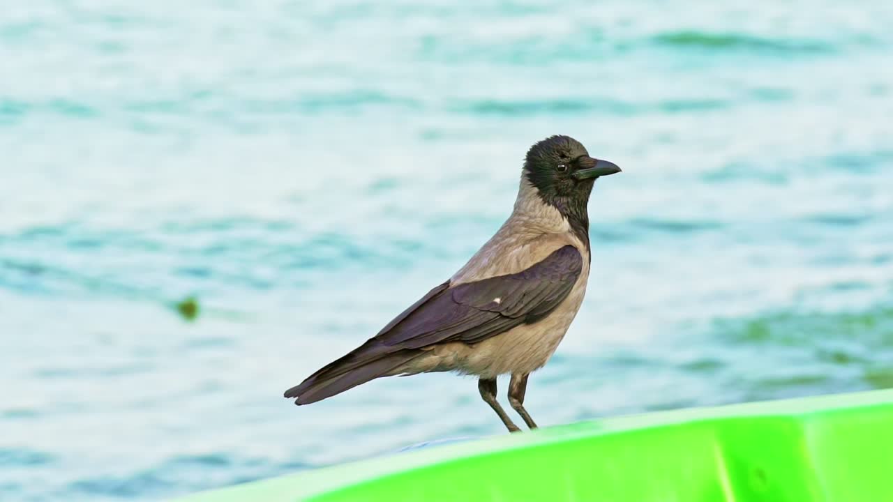 Close-up of a gray and black crow standing on the beach near the sea in a sunny day. Slow motion of a crow started flying from the seaside.
