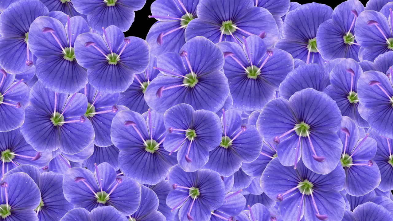 Animated Purple Flowers Appearing and Disappearing on Black Background
