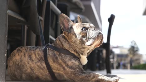 french bulldog on a leash at a restaurant