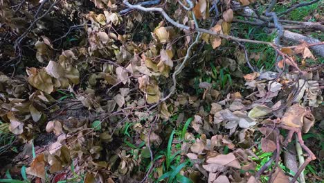 dead leaves on branches sway gently in the wind, surrounded by lush greenery. natural lighting enhances the serene forest atmosphere