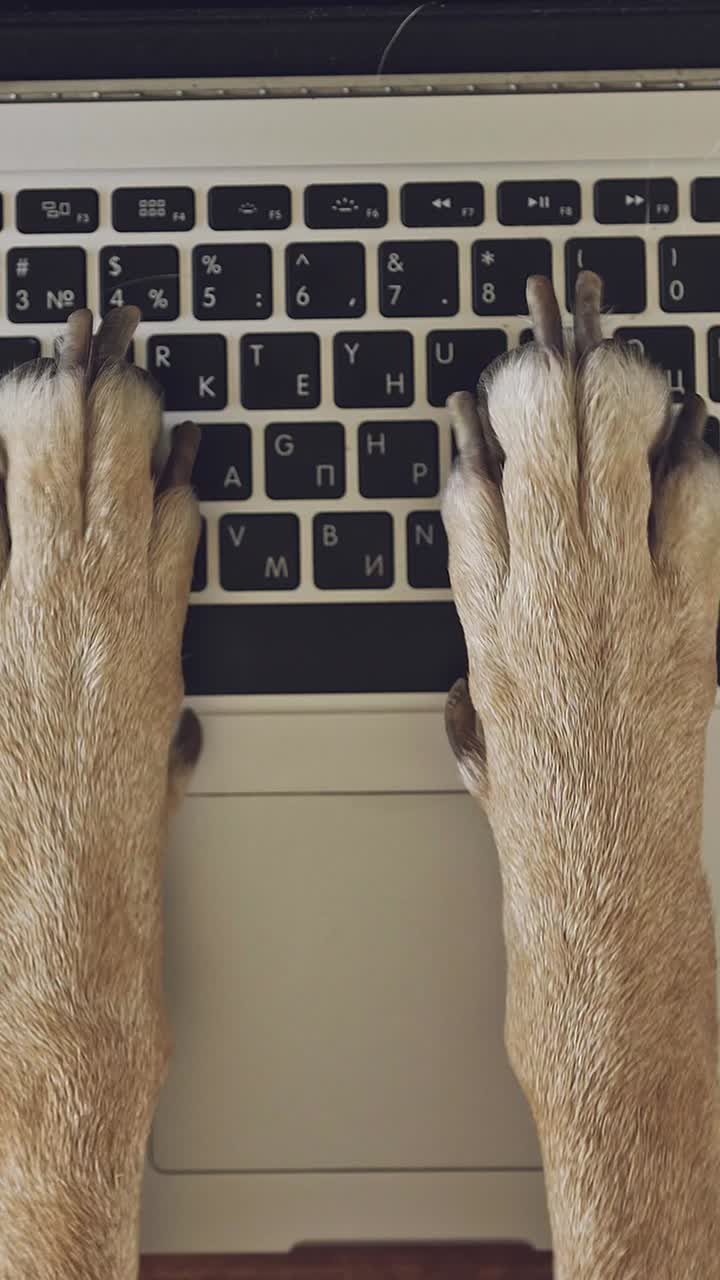 Curious paws on a keyboard create an amusing moment in a cozy workspace