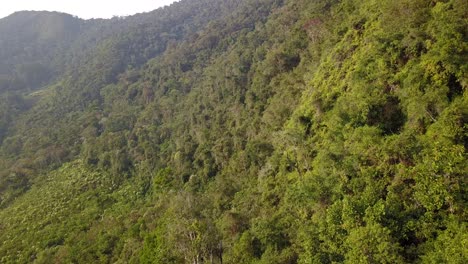 plantación de café en la selva montañosa boliviana