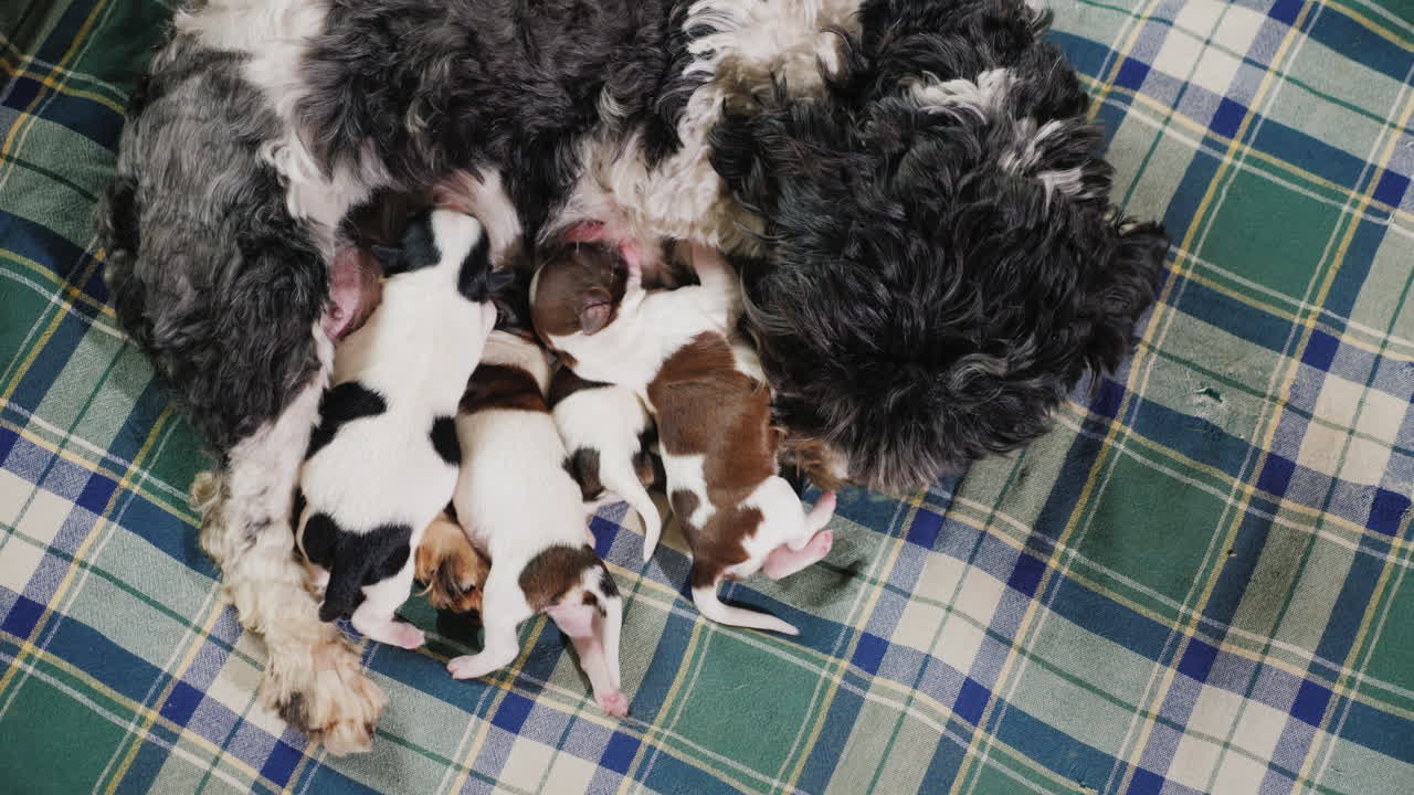 perro después de dar a luz con cachorro recién nacido 01