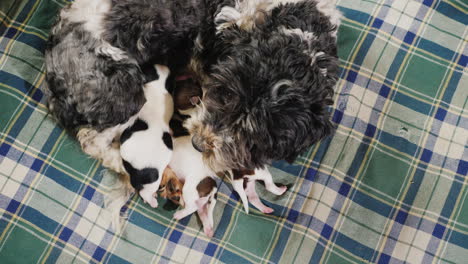 dog after giving birth with newborn puppy 01