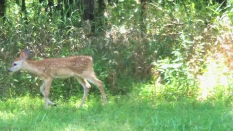 Entzückende-Gefleckte-Weißwedelhirsche,-Die-Auf-Einem-Feld-In-Der-Wildnis-Spazieren-Gehen