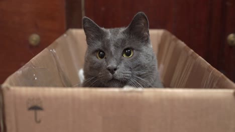 los ojos de gato gris parpadean lentamente durante el juego en una caja de cartón