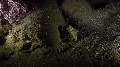 Longhorn-Cowfish-at-night-on-a-sandy-reef-in-Anilao,-Philippines