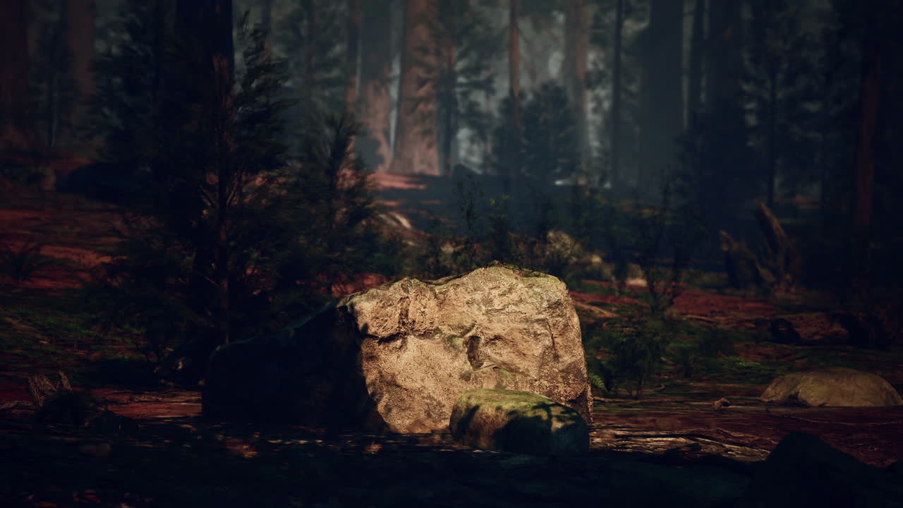 roca gigante en medio del bosque de secuoyas bosque oscuro