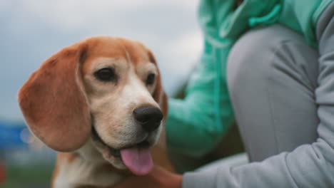 close up of beagle dog being gently petted by trainer outdoors showing bond trust and affection under cloudy sky highlighting relaxed cheerful connection between human and pet