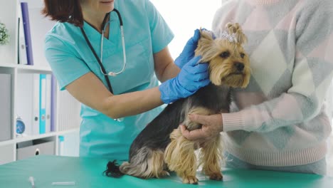 veterinarian checking yorkshire terrier dog
