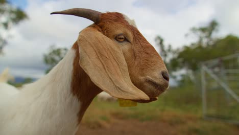 Young-goat-on-an-outback-farm-in-Australia,-close-up-shot,-slow-motion-hand-held