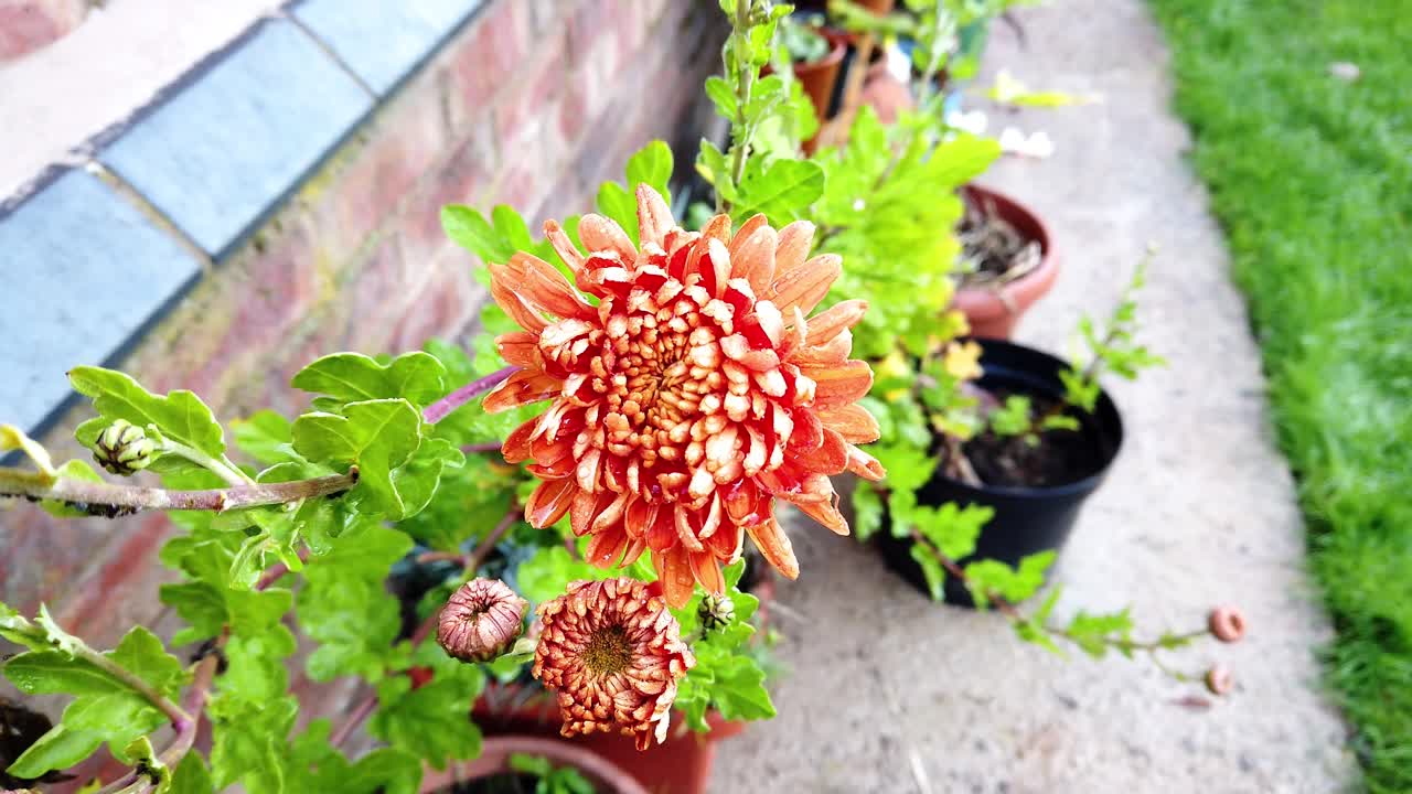 청동 국화 한 줄기