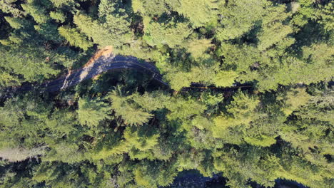 Cars-driving-through-redwood-forest-in-California,-Highway-9-aerial-top-down-view