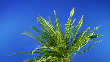 green fern in breeze bluescreen for compositing