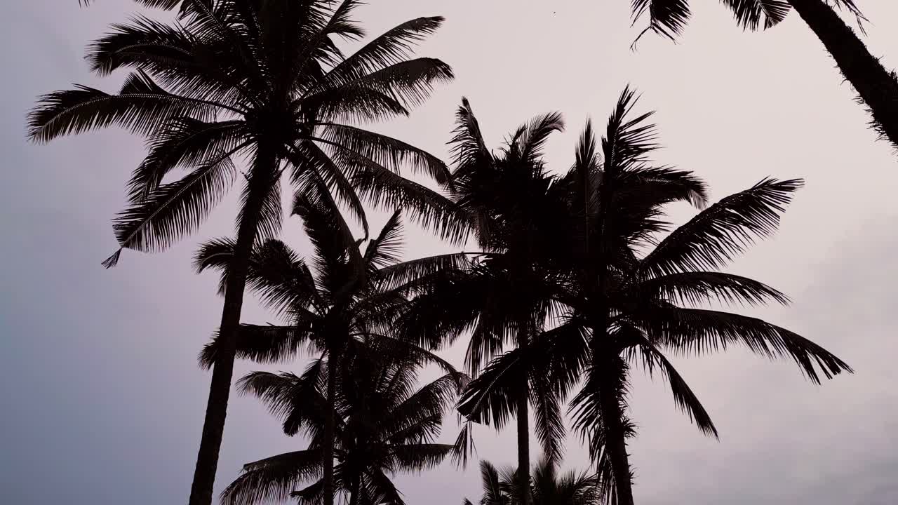 Drone footage captures dense palm trees and their leaves gently moving beneath a gloomy sky creating a somber tropical scene full of texture and natural shadows.