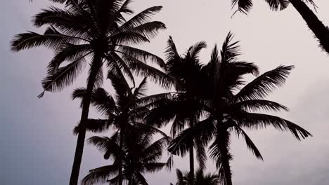 drone footage captures dense palm trees and their leaves gently moving beneath a gloomy sky creating a somber tropical scene full of texture and natural shadows.