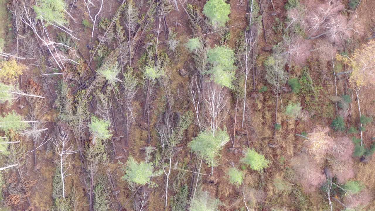 Aftermath of an autumn storm blowing down trees