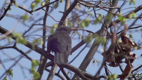 Medium-shot-of-a-young-Blackbird-seen-from-behind,-sitting-on-a-branch-surrounded-by-greenery-slightly-concealing-it