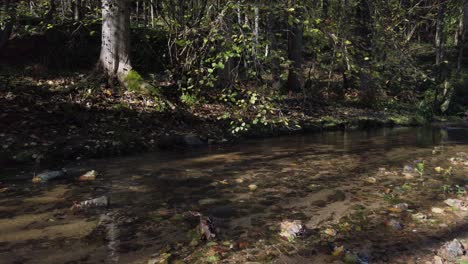 warm sunlight casting golden rays through dense woodland, highlighting peaceful mediterranean creek winding between moss covered stones amid autumn foliage