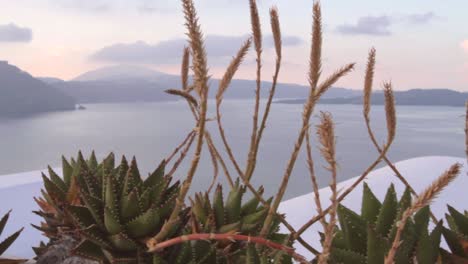 ギリシャの別荘で過去の植物を追跡