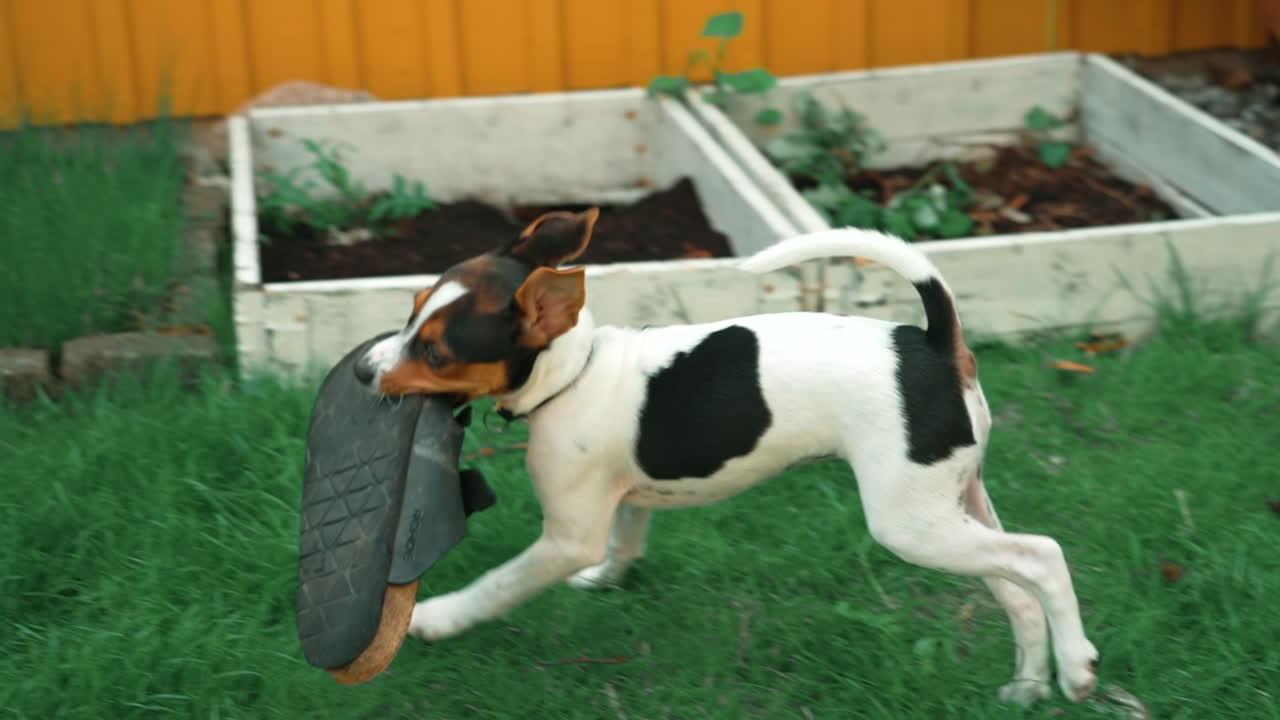 un cucciolo di cane che scappa con una scarpa al rallentatore
