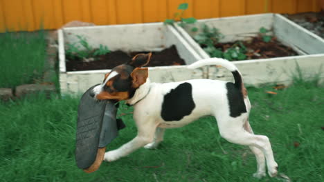 Cachorro-Corriendo-Con-Zapato-En-Cámara-Lenta