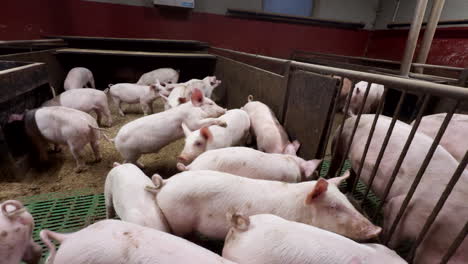 weaning piglets for slaughter in pigpen. pig farming industry. static shot