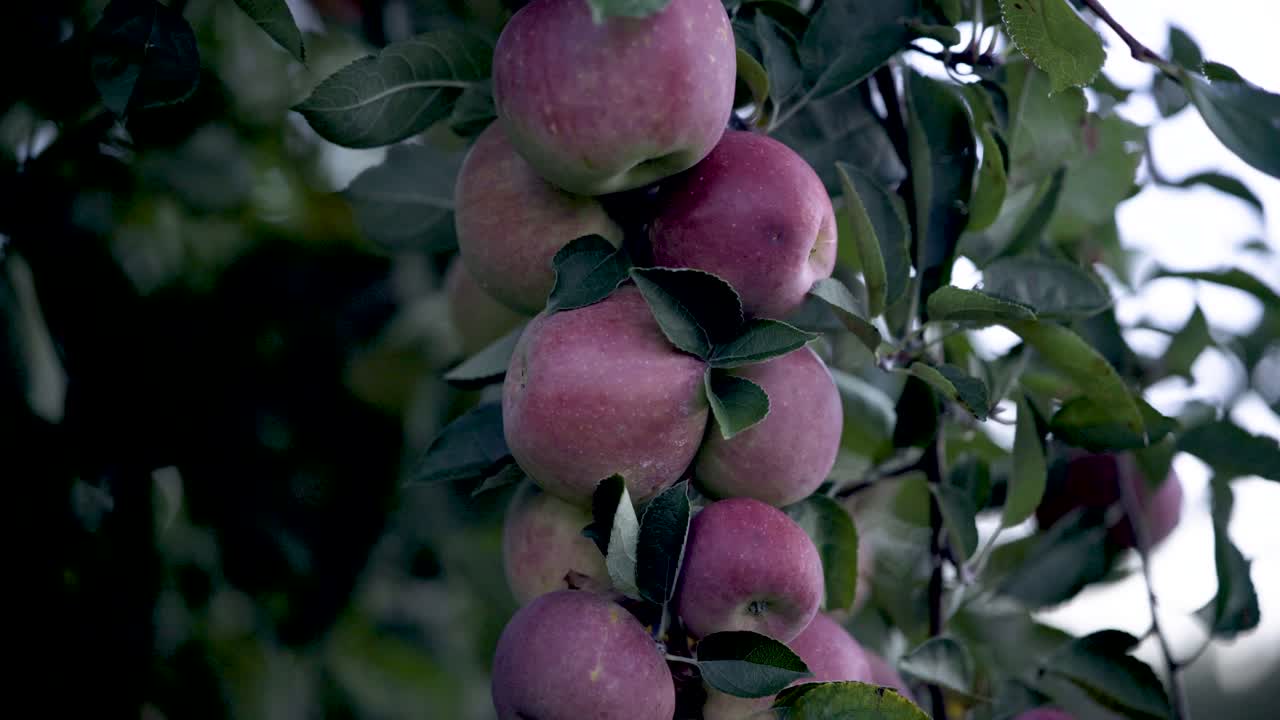 Mele fresche su un ramo di un albero