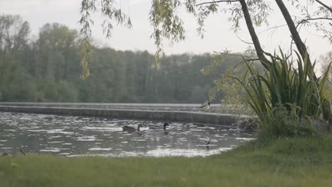 two-ducks-swimming-in-a-pond-in-nature