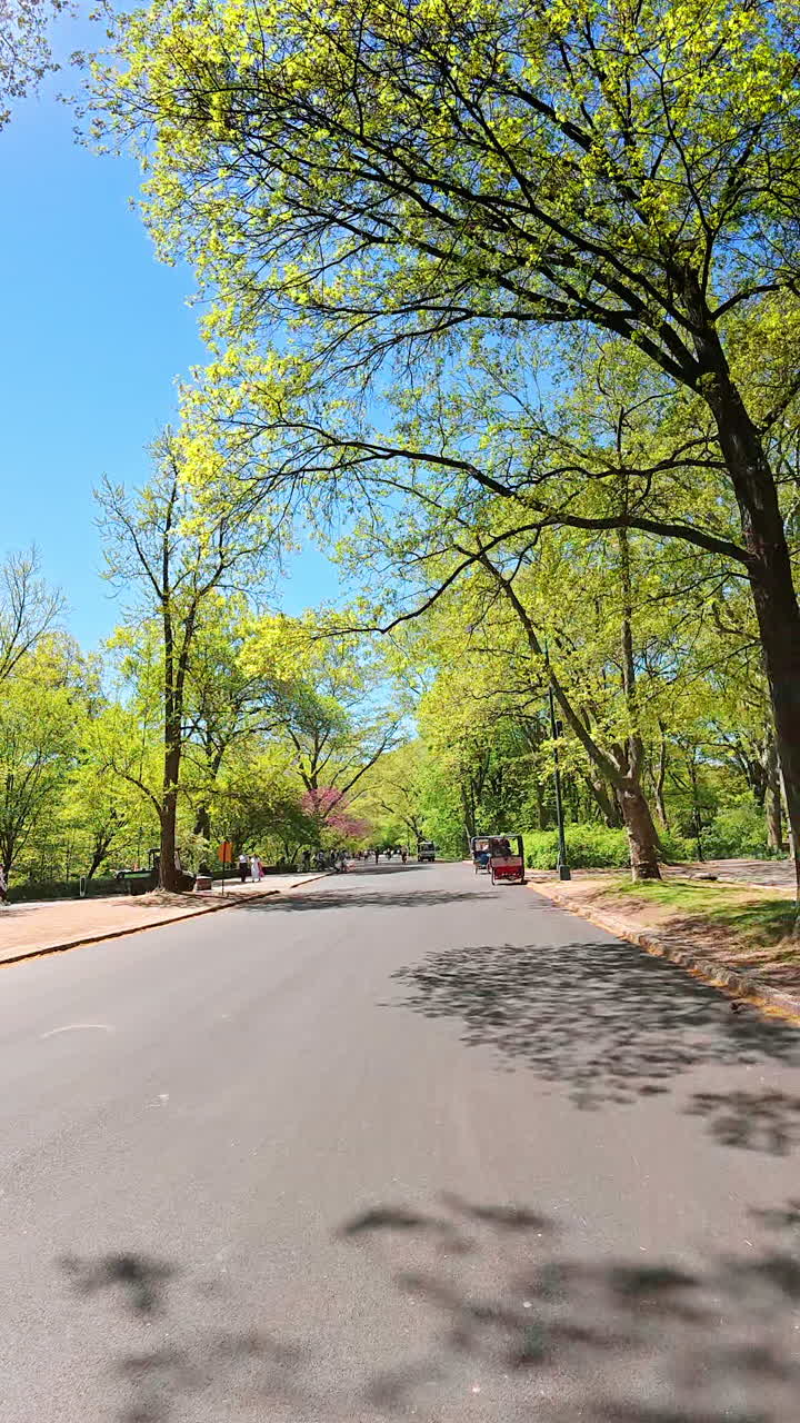 Nueva York, EE. UU., 25 de agosto de 2025: Gente andando en bicicleta por una carretera en Central Park, Nueva York. Ciclistas pedaleando entre árboles verdes en Central Park en un día soleado con largas sombras sobre el asfalto.