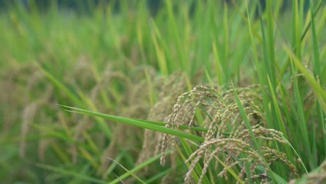 Sensational-cinematic-hand-sliding-across-cultivated-rice-crops,-beautiful-golden-rice-paddy-field-at-Douliu-city,-Yunlin-country,-Taiwan-Asia