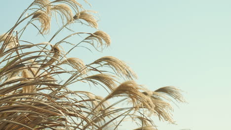 Zeitlupe-Von-Silbergras-Vor-Blauem-Himmel